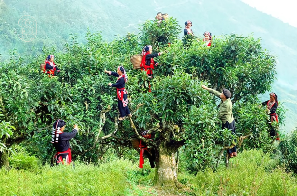 Tra-shan-tuyet