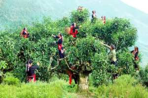 Tra-shan-tuyet